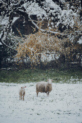 Mutterschaf mit Lamm auf der Weide im April bei einem Schneeeinbruch. 