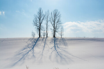冬の晴れた日の雪の丘に立つ木立
