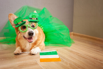 Funny corgi dog in costume, Irish holiday, St. Patrick's Day, glasses, shamrock, flag of Ireland,...
