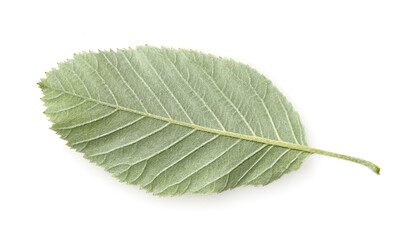 Fototapeta premium Elsbeere, Sorbus torminalis
