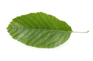 Obraz premium Elsbeere, Sorbus torminalis