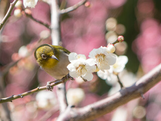 Japanese White-eye and Japanese Apricot