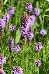 Prachtscharte, Liatris spicata