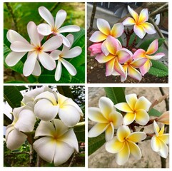 Collection of beautiful pink-yellow-white plumeria flowers.