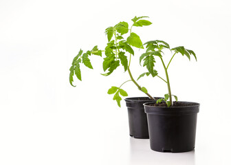 Fototapeta premium Young seedlings of tomato isolated on a white background. Ecological home growing of tomato seedlings in winter and early spring.