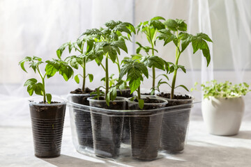Young seedlings of tomatoes on the windowsill. Ecological home cultivation of tomato seedlings in winter and early spring. Reuse of disposable plastic tableware