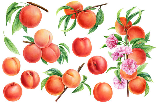 Ripe peaches set, fruits with leaves and flowers for design. Hand drawn watercolor botanical painting. Peach fruit
