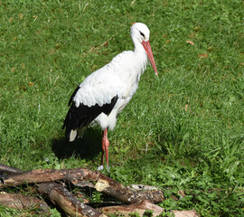 Weissstorch, Ciconia