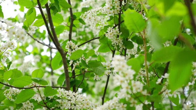 Bird-cherry tree in full bloom. Bird cherry flowers close up on blurred green background. Flowering Prunus Avium Tree with White Little Blossoms. View of a blooming in Spring. Copy space for text.