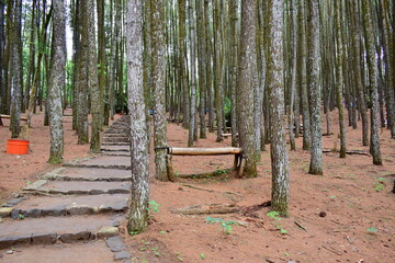 The beautiful of pine forest with straight trunks