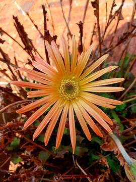 flower in the garden