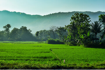 Green rice field with misty hills background in the morning