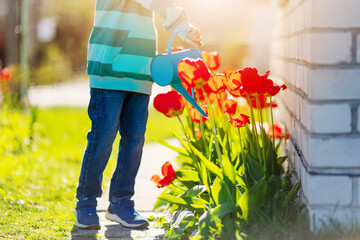 Boy standing in the garden and watering tulips.