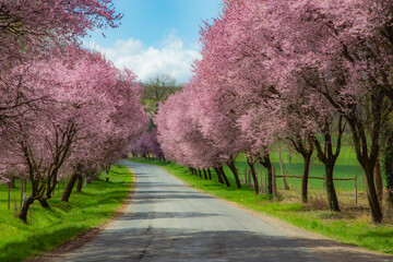 Obraz premium blossom in spring