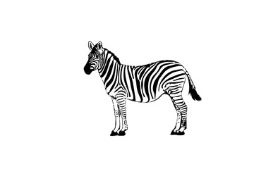 Graphic of zebra isolated on white background, vector illustration. Zebra icon, black and white zebra