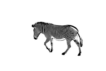 Fototapeta na wymiar Graphic of zebra isolated on white background, vector illustration. Zebra icon, black and white zebra