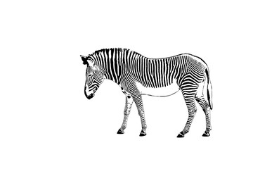 Fototapeta na wymiar Graphic of zebra isolated on white background, vector illustration. Zebra icon, black and white zebra