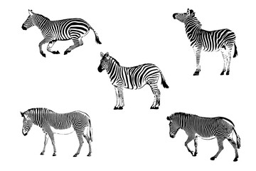 Fototapeta na wymiar Graphic set of zebra isolated on white background, vector illustration. zebra icon