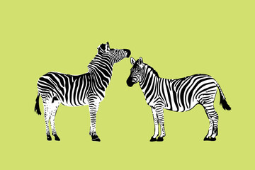Fototapeta na wymiar zebra graphics isolated on color background Vector illustration. Zebra icon, black and white zebra