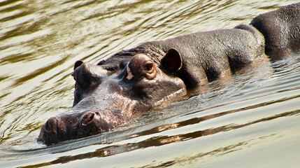 Hippo, Hippopotamus, Hippopotamus amphibius, Kruger National Park, Mpumalanga, South Africa, Africa