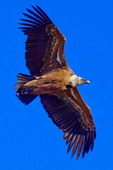 Griffon Vulture, Gyps fulvus, Hoces de Río Duratón Natural Park, Duratón River Gorges, Segovia, Castilla y León, Spain, Europe