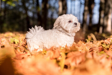 Maltese dog is standing on the Autumn leaves ground