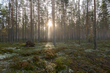 Obraz premium Tree forerst landscape in north of Sweden. Forest therapy and stress relief.