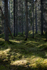 Fototapeta na wymiar Tree forerst landscape in north of Sweden. Forest therapy and stress relief.