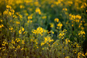 Obraz premium field of yellow dandelions