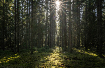 Tree forerst landscape in north of Sweden. Forest therapy and stress relief.