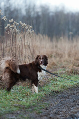 Border collie, pies na spacerze, komendy do psa, tresowany pies, rasowy piękny border collie