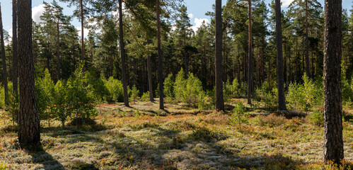 Tree forerst landscape in north of Sweden. Forest therapy and stress relief.