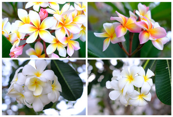 Collection of beautiful  plumeria flowers.