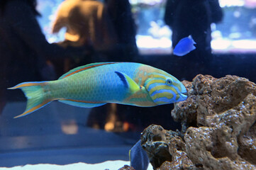 アクアリウムで泳ぐヤマブキベラ（Yellow-brown wrasse）