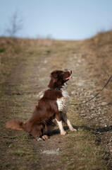 Border collie, pies na spacerze, komendy do psa, tresowany pies, rasowy piękny border collie