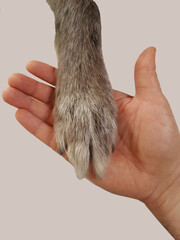 Dog paw on hand like give me five. Solidarity between animals and human beings.