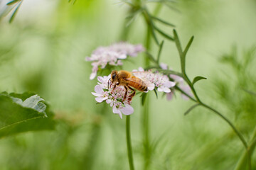 Bee eating pollen of flower in the field.Close up of a striped bee collects honey on a beautiful flower on a sunny day with blue sky. Bee in spring, bee is hunting flower.