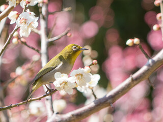 Japanese White-eye and Japanese Apricot