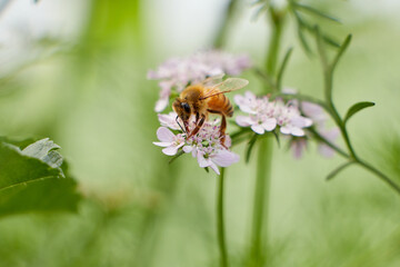 Bee eating pollen of flower in the field.Close up of a striped bee collects honey on a beautiful flower on a sunny day with blue sky. Bee in spring, bee is hunting flower.
