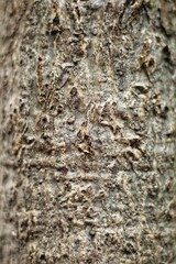 wood texture from a frangipani tree trunk. close up. wooden pattern. background of nature. design graphic