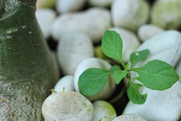 wild plants that grow between the white natural stones