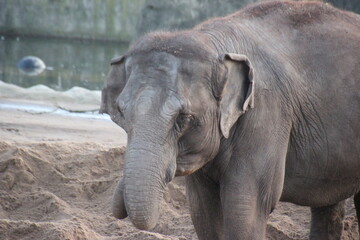 Fototapeta premium Elefant im Zoo