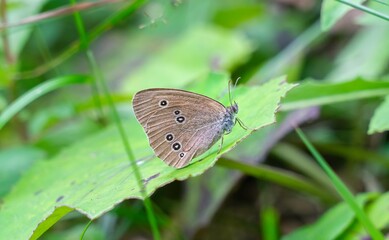 Small grey butterfly on green leaf. Macro photo about insect.
