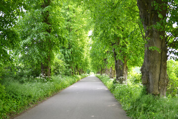 Allee in Schleswig-Holstein