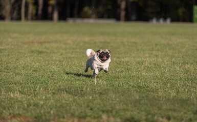 Naklejka na ściany i meble Happy Pug Dog is Running on the Grass. Open Mouth. Tongue Out.