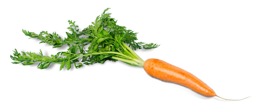 Carrot