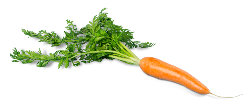 Carrot