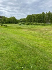 Green field view, summer landscape