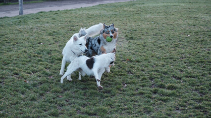Dogs playing with a ball in the grass
