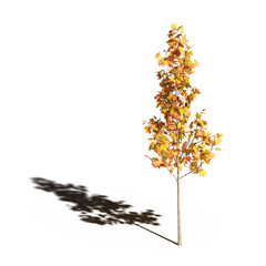 large tree with a shadow under it, isolated on white background, 3D illustration, cg render